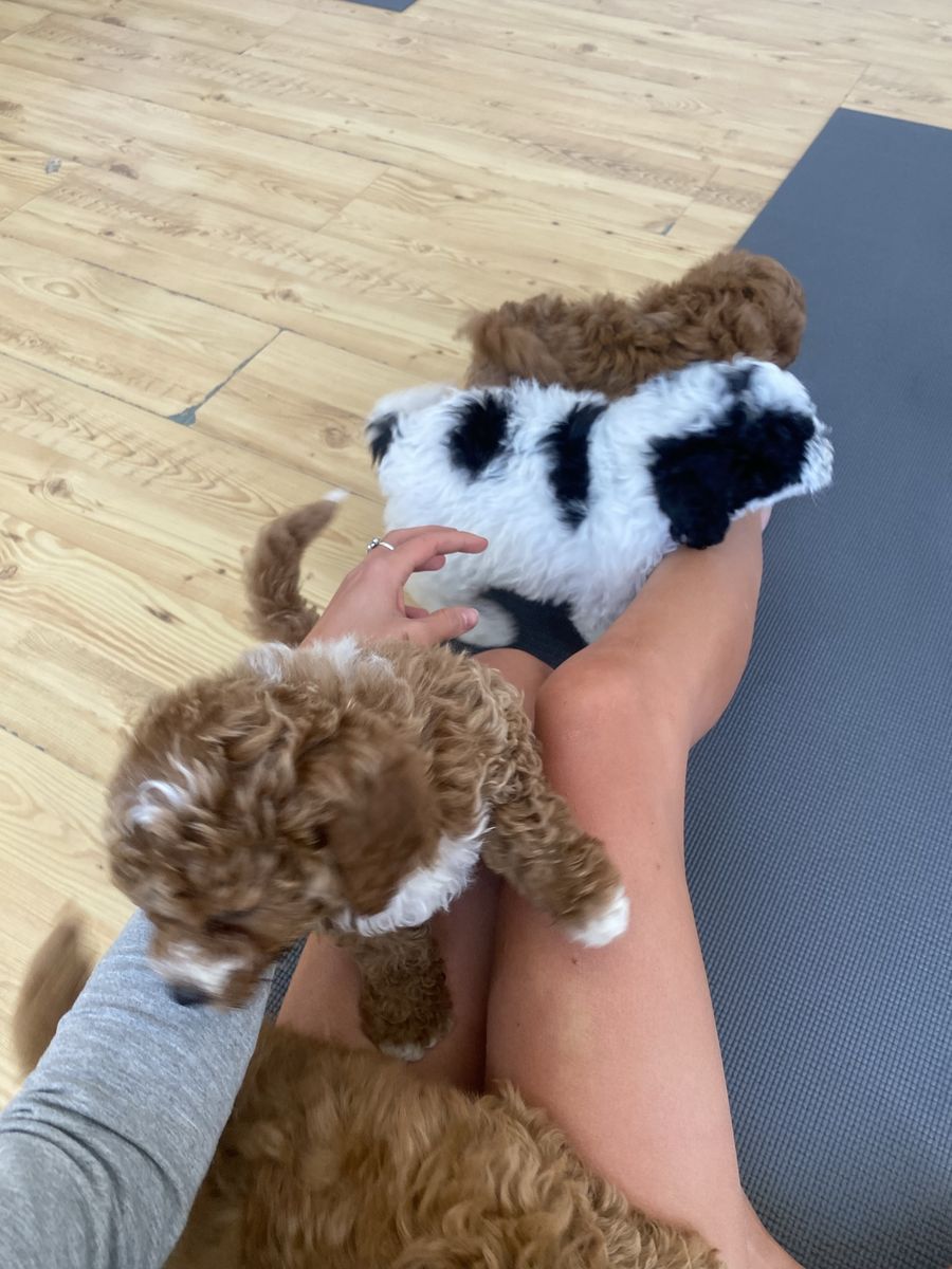 F1bb Goldendoodle