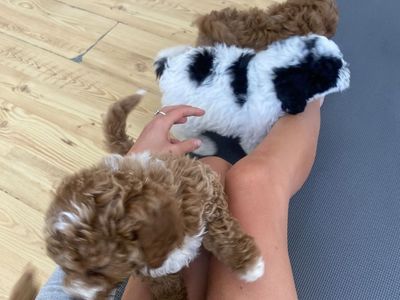 F1bb Goldendoodle