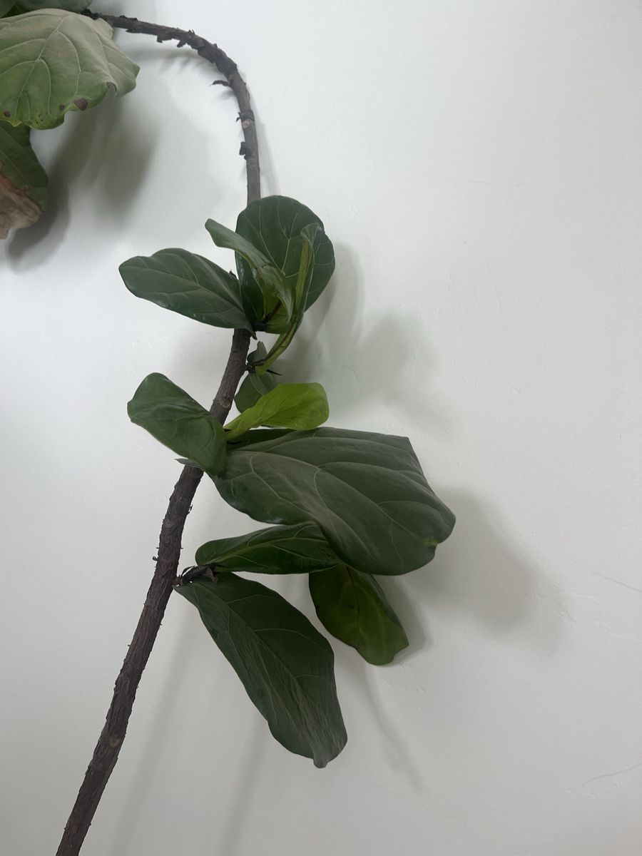 Main image 3
