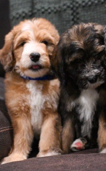 Male Bernedoodle puppy