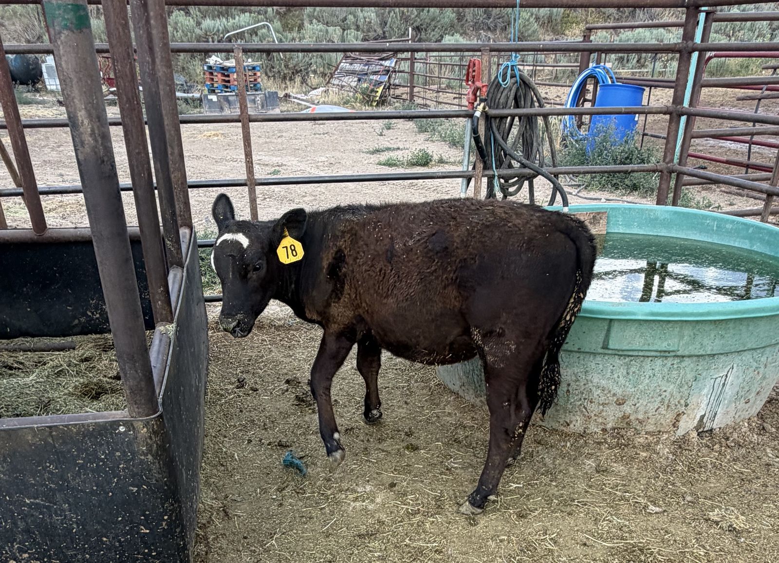 Brockle heifer calf