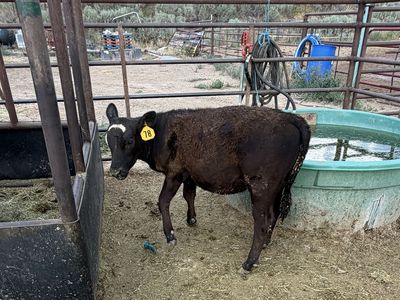 Brockle heifer calf