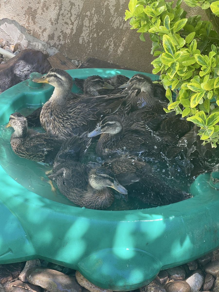 Ducks and Ducklings for Sale - Live Poultry
