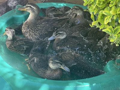 Ducks and Ducklings for Sale - Live Poultry