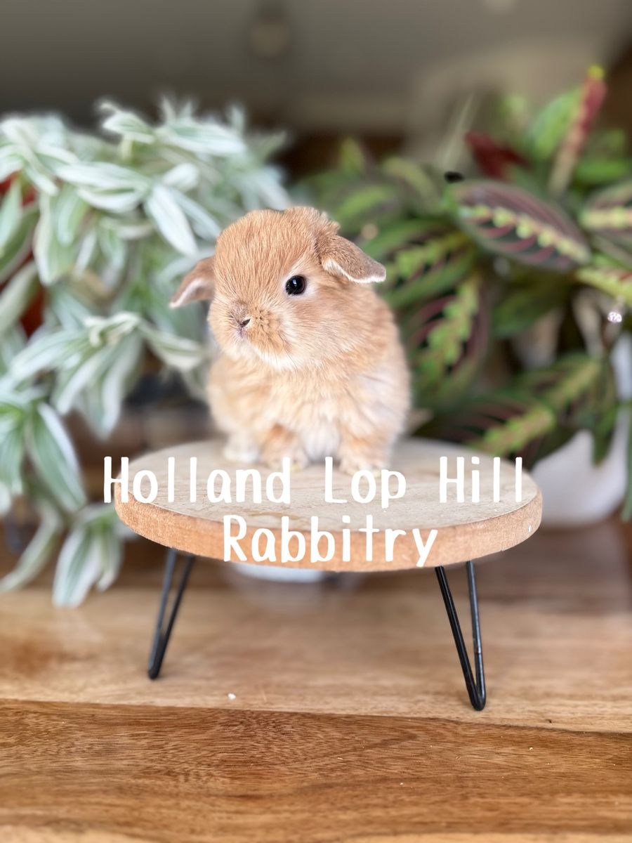 Darling Holland Lop Baby