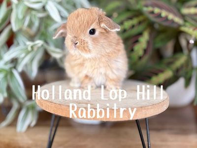 Darling Holland Lop Baby