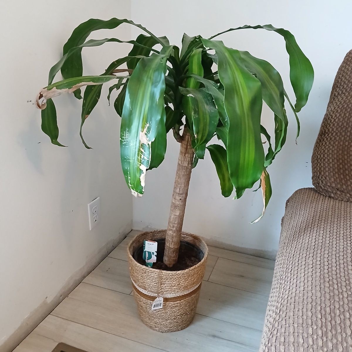 Indoor Plant