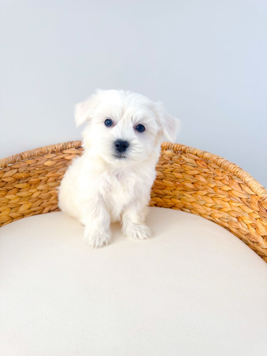 Coton de Tulear Boy 12-15lbs Hypoallergenic Lap Dog/Companion Dog like Maltese, Bichon, Westie, Poodle