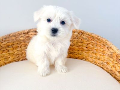 Coton de Tulear Boy 12-15lbs Hypoallergenic Lap Dog/Companion Dog like Maltese, Bichon, Westie, Poodle