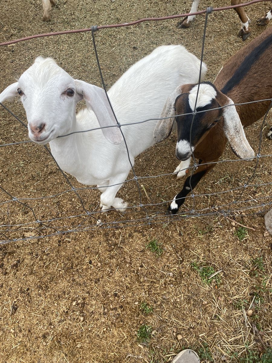 Healthy Goats for Sale - Farm Raised Livestock