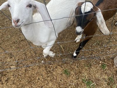 Healthy Goats for Sale - Farm Raised Livestock