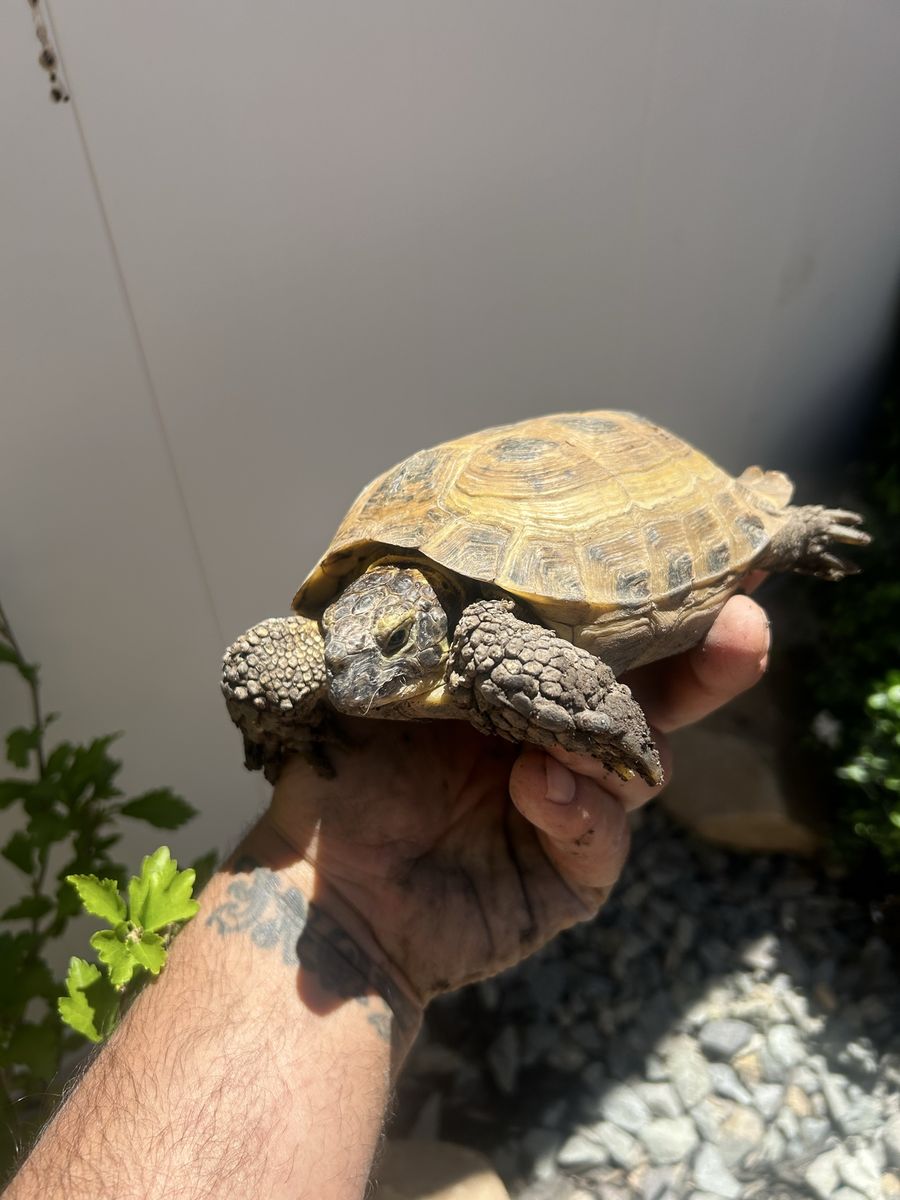 Russian tortoise