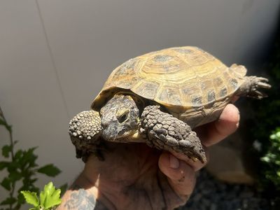 Russian tortoise