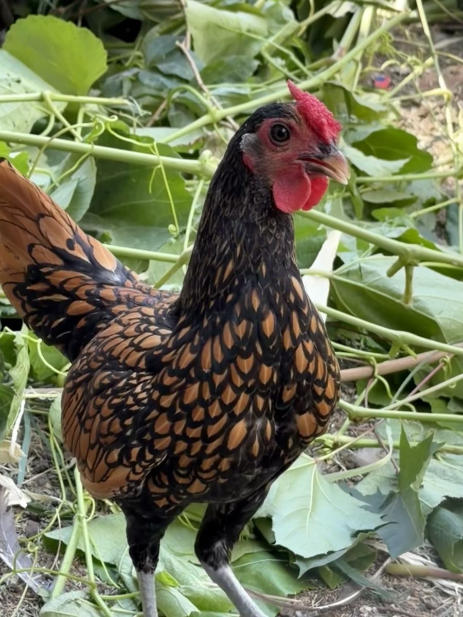 Golden Sebright Bantam Rooster