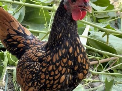 Golden Sebright Bantam Rooster
