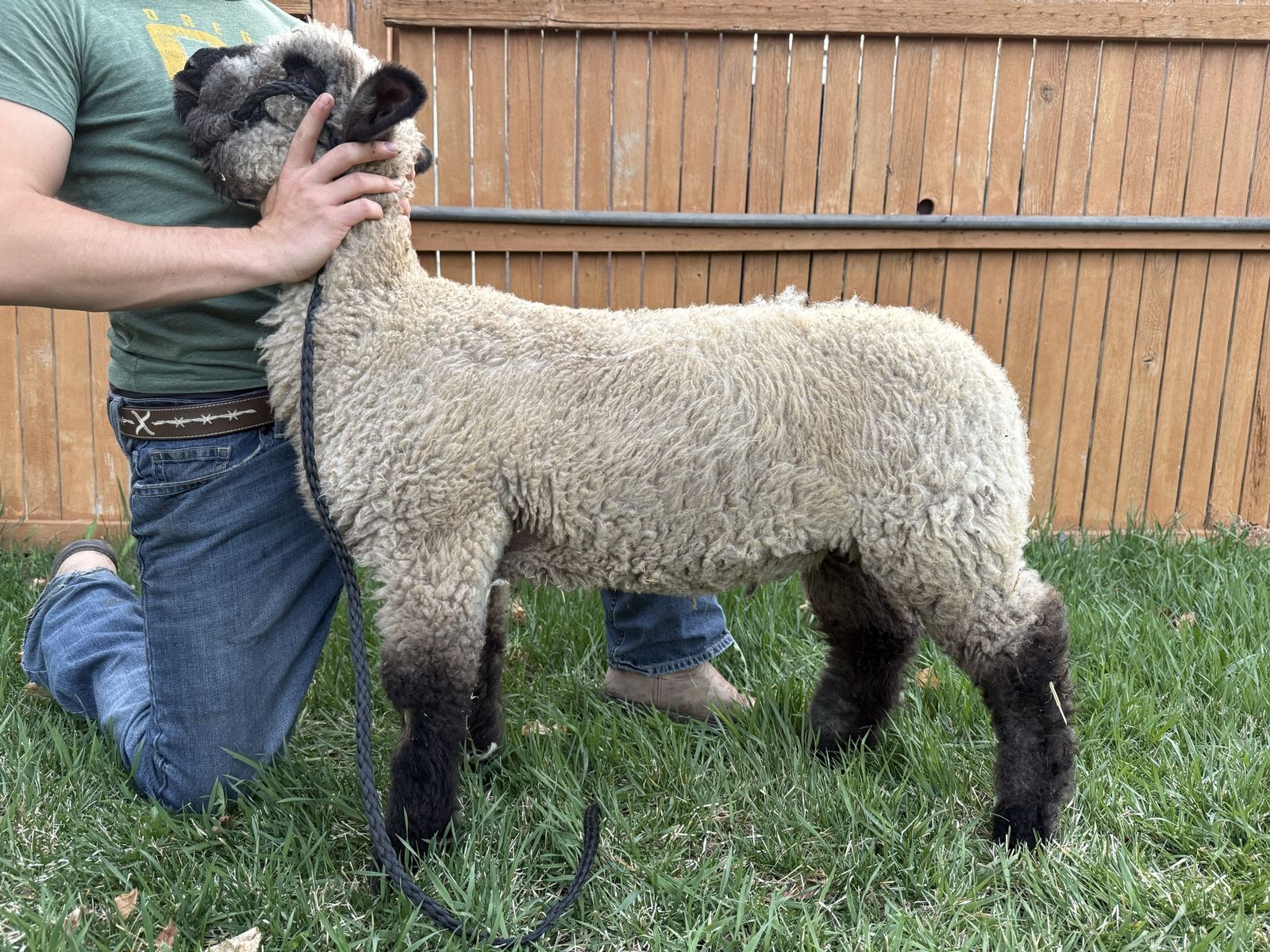 Two Male Show Lambs