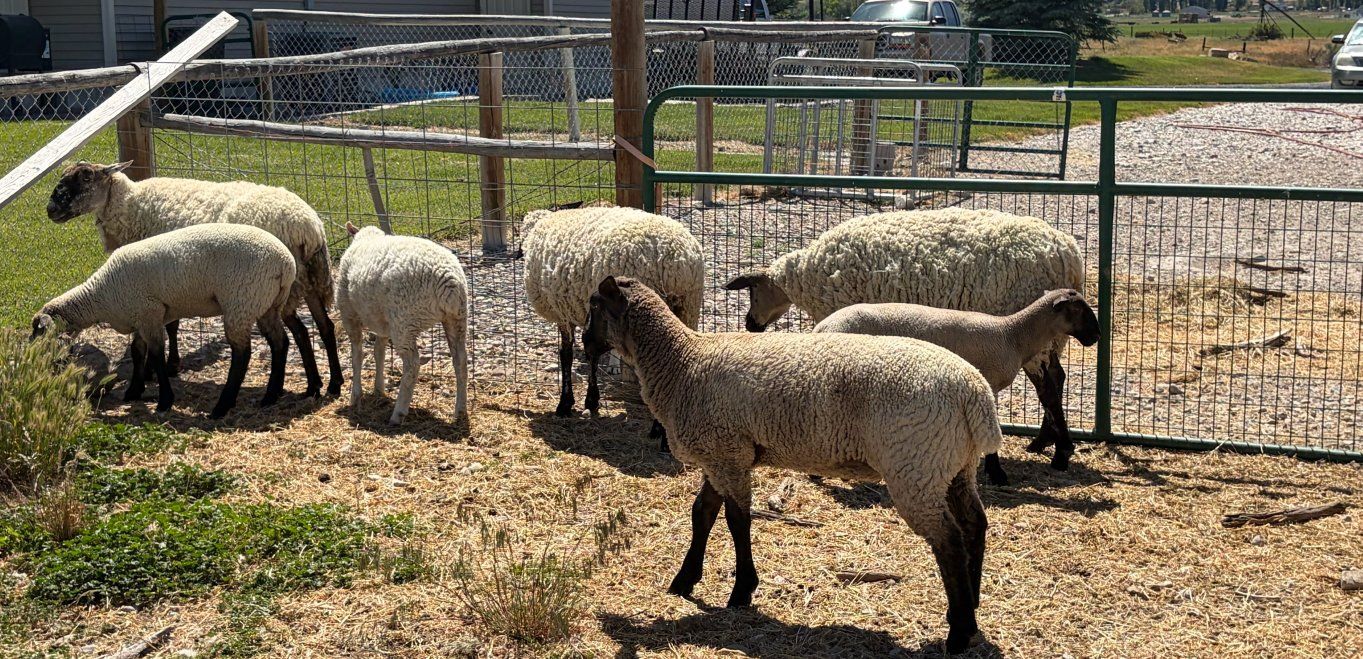 Sheep