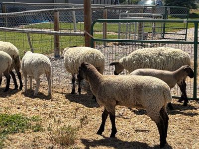 Sheep