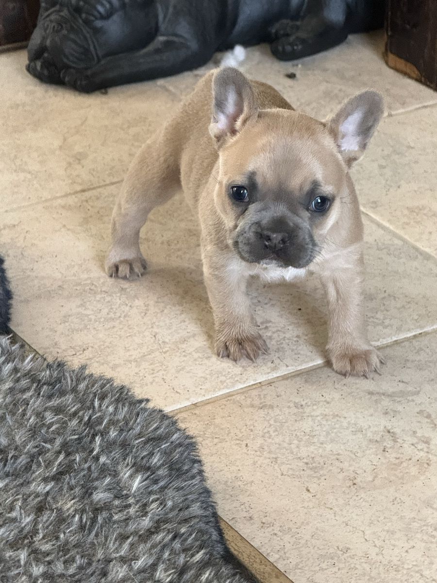 Superior Quality Blue French Bulldog