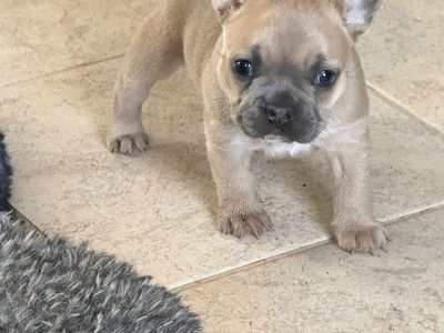 Superior Quality Blue French Bulldog
