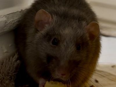 Male Rat With Cage $10