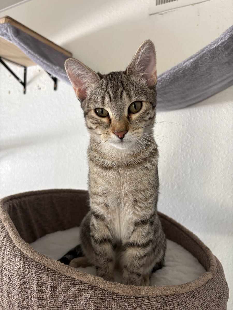 Last Adorable Female Kitten - Half Bengal