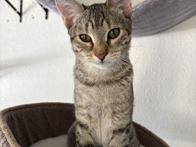 Last Adorable Female Kitten - Half Bengal