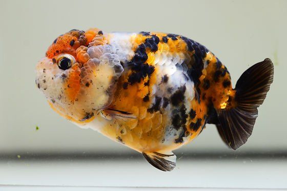 Calico Ranchu Goldfish