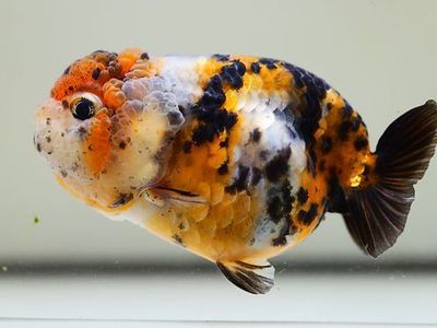 Calico Ranchu Goldfish
