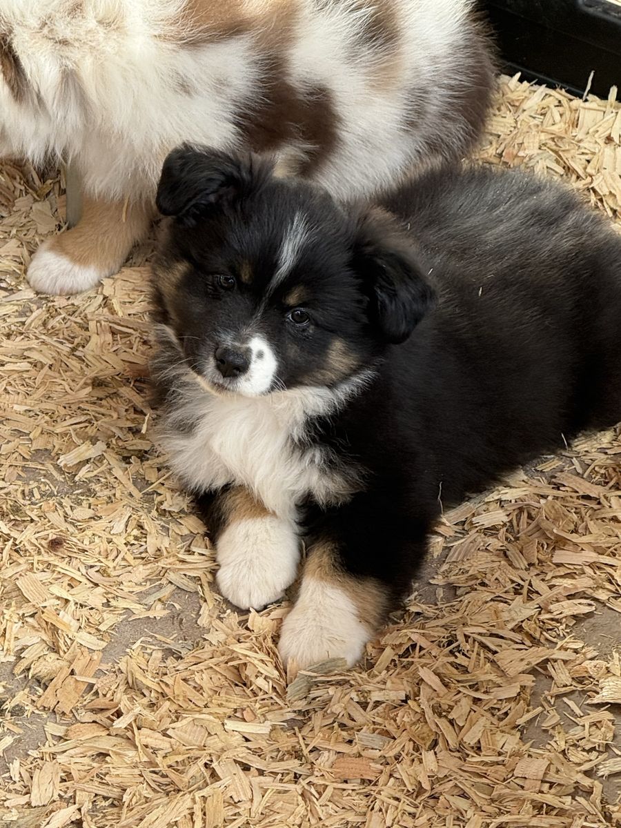 Cute black tri mini