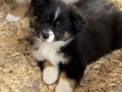 Cute black tri mini