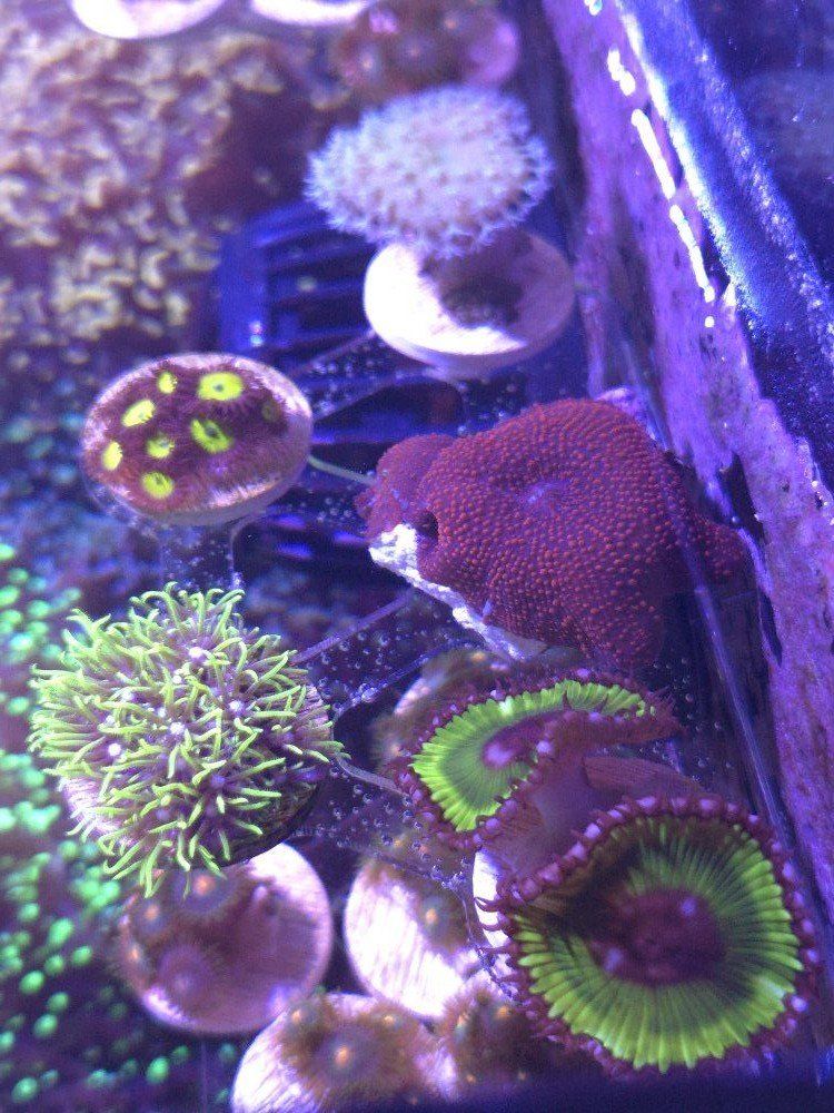 Beginner pack of 5 corals