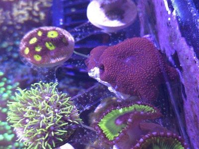 Beginner pack of 5 corals