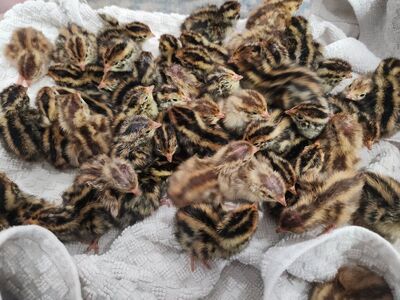 Jmbo Egyptian coturnix quail