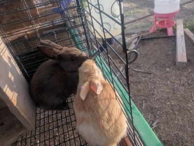New Zealand Rabbit Kits