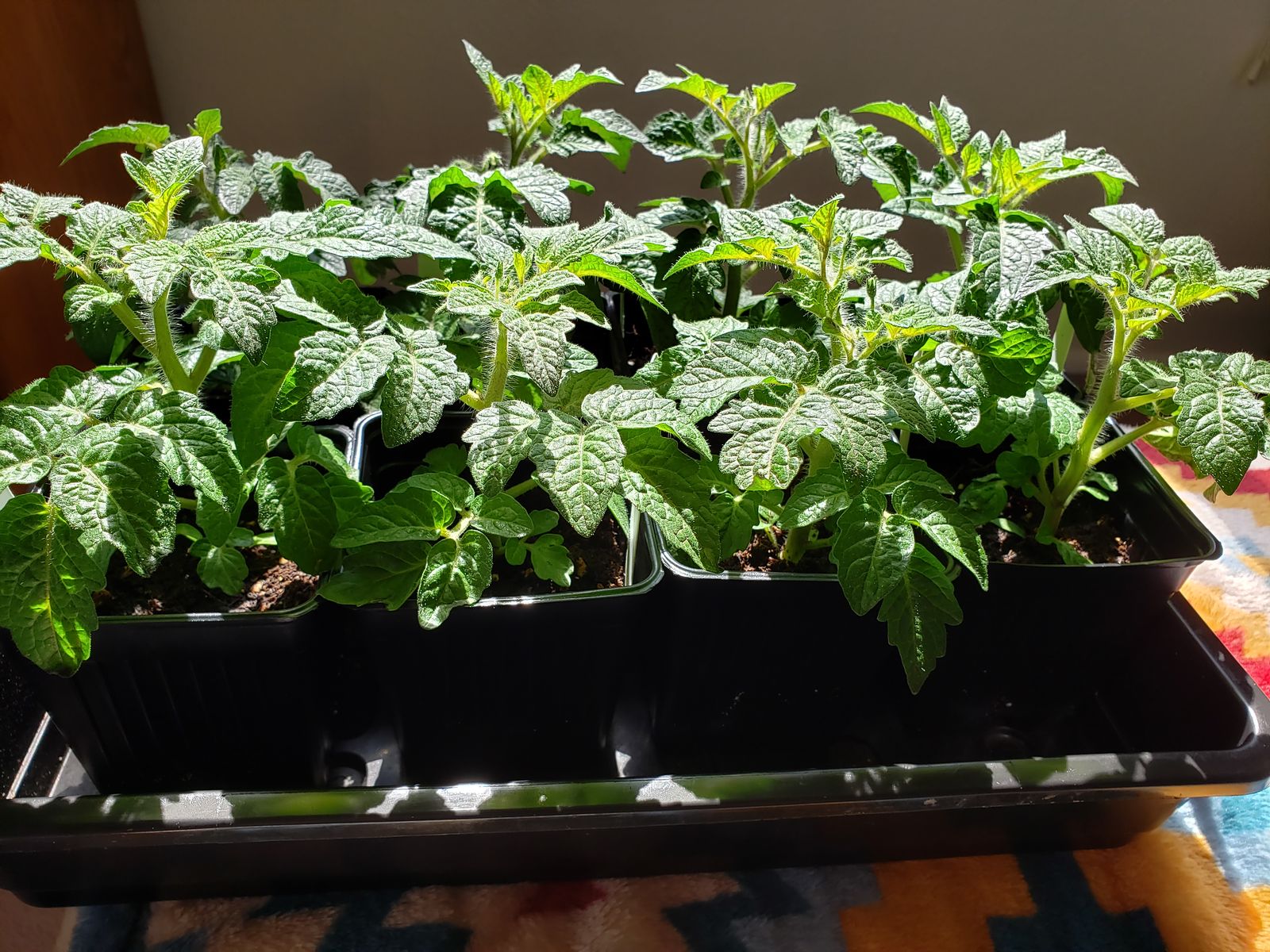 Heirloom Tomato plants, Basil Plants, Pepper Plants