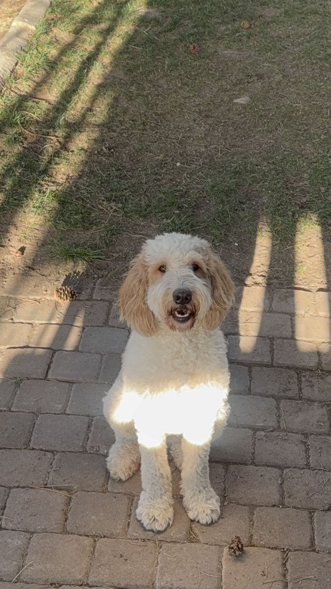 BERNADOODLE FOR SALE