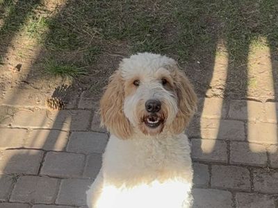 BERNADOODLE FOR SALE