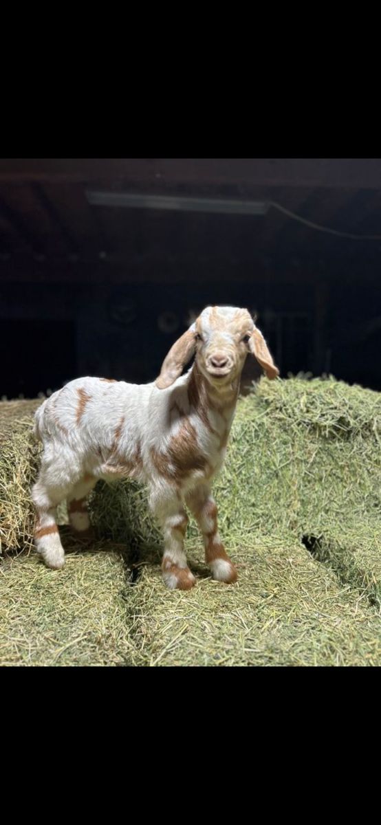 Purebred Boer Goats