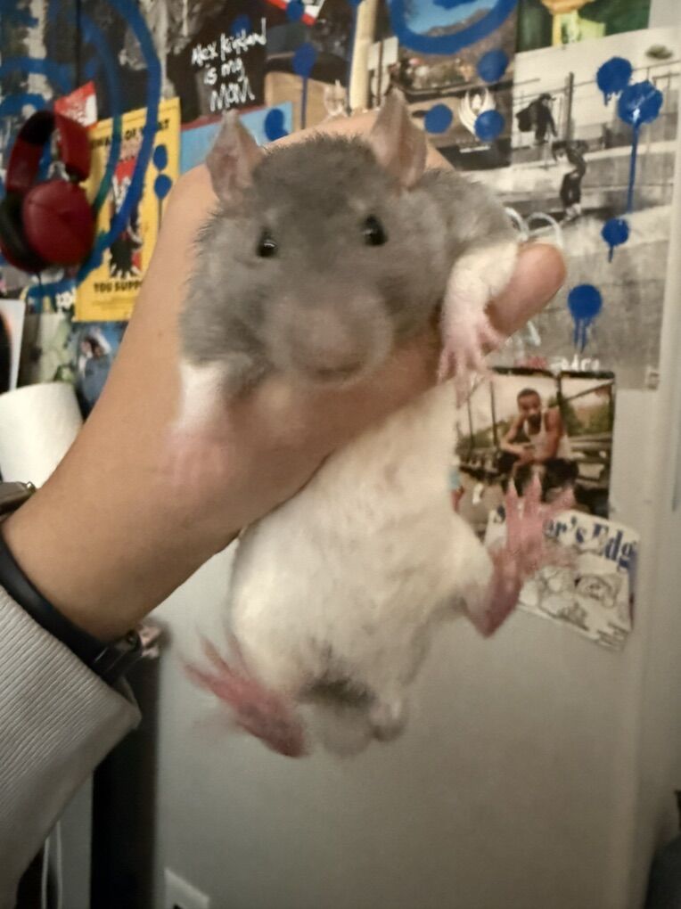 pet Rat