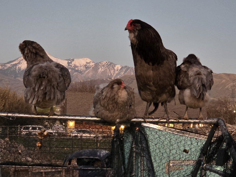 Ameraucana Chicks - Americana - BLUE EGG LAYERS