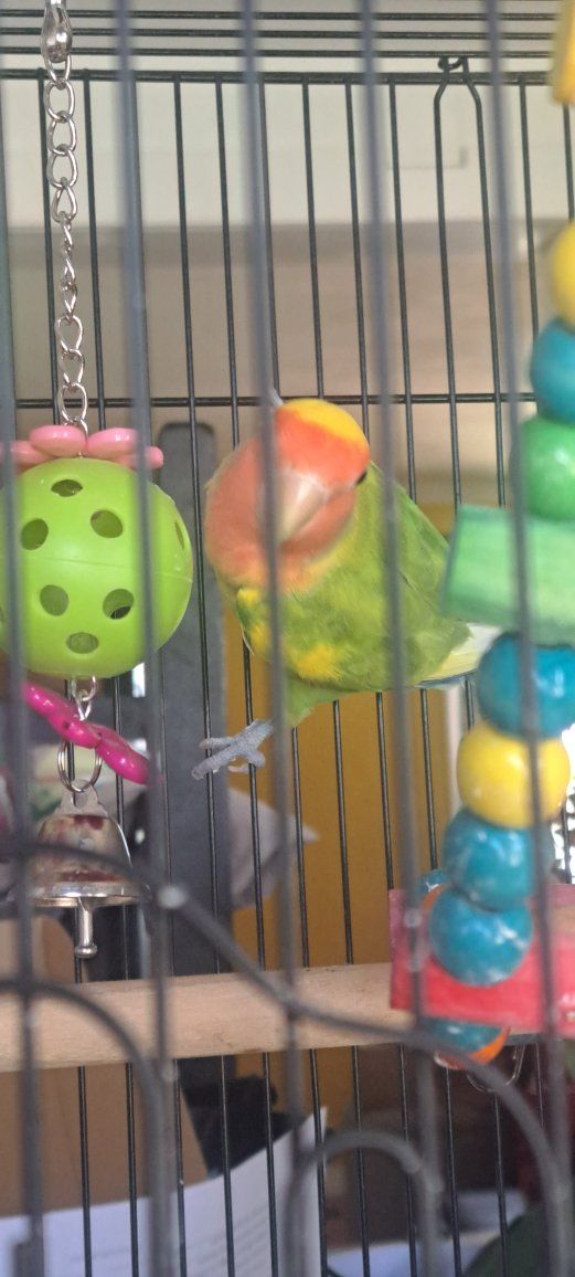 Peach-Faced Lovebird Pet Bird