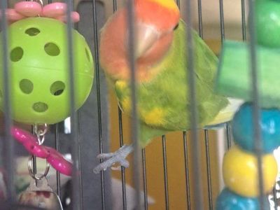 Peach-Faced Lovebird Pet Bird