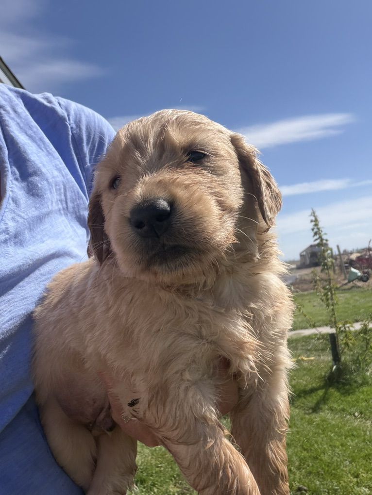 AKC Golden Retriever Puppies!!