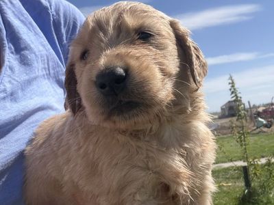 AKC Golden Retriever Puppies!!