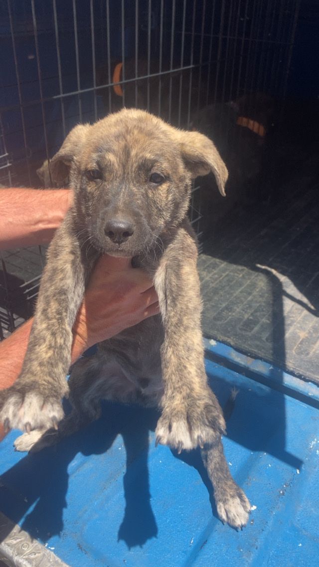 German Shepard pit bull mix Puppies