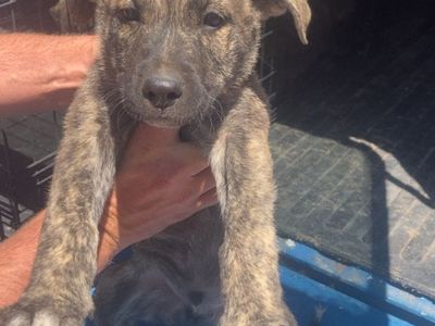German Shepard pit bull mix Puppies