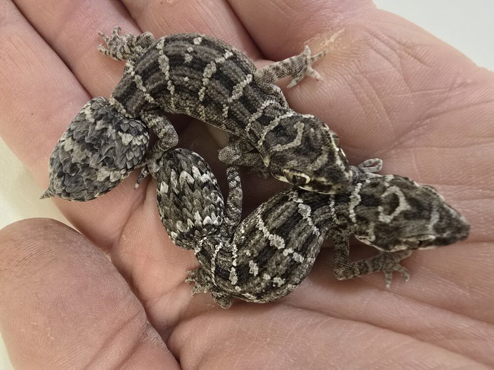 Viper Geckos