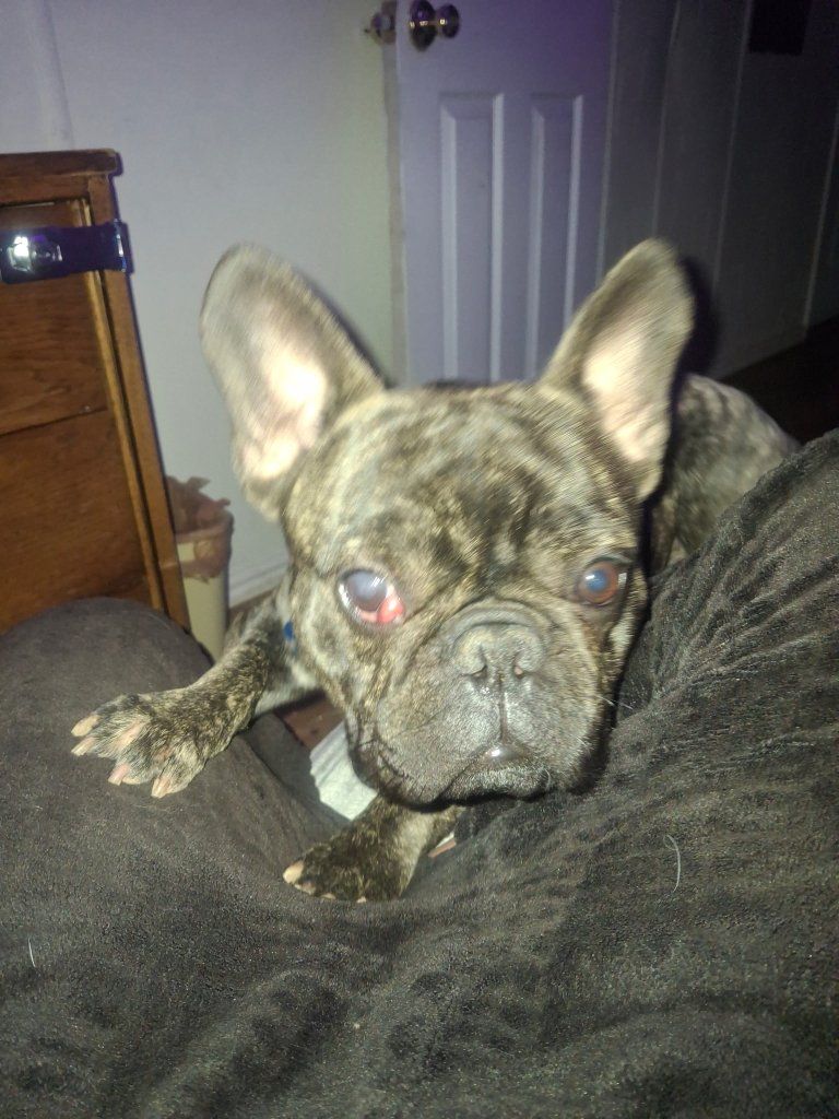 Brindle French Bulldog Stud 
