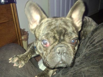 Brindle French Bulldog Stud